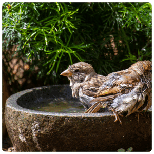 Two small birds enjoying a bath in water