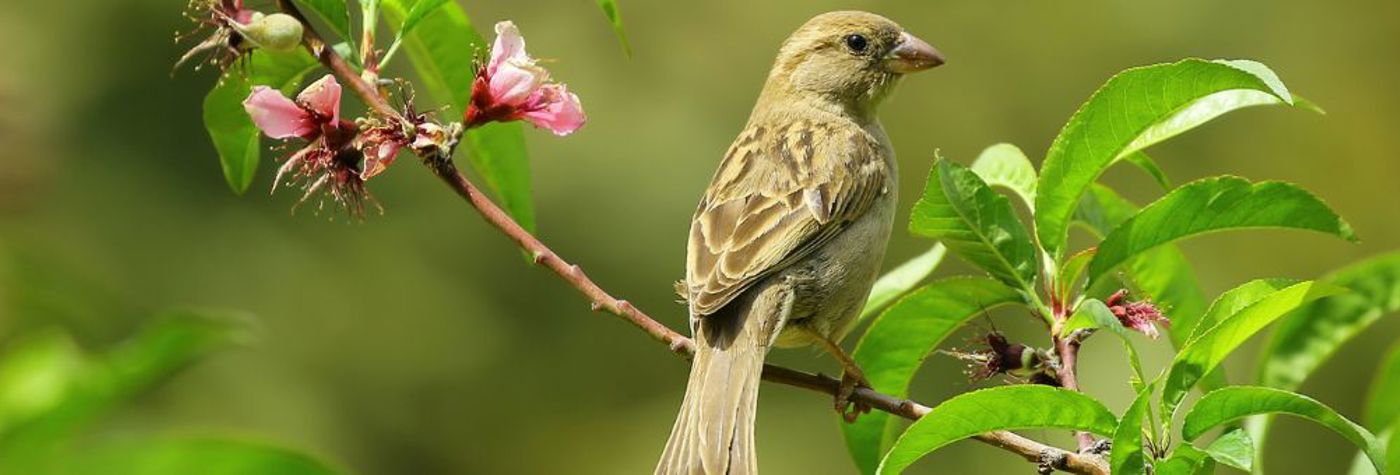 Small bird on a branch 