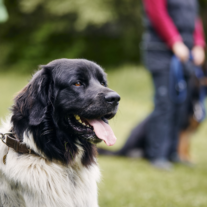 Dog During Obedience Training 2026 03 18 20 40 17 Utc