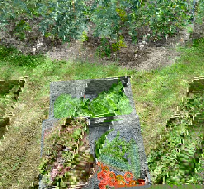 Vegetables in a basket